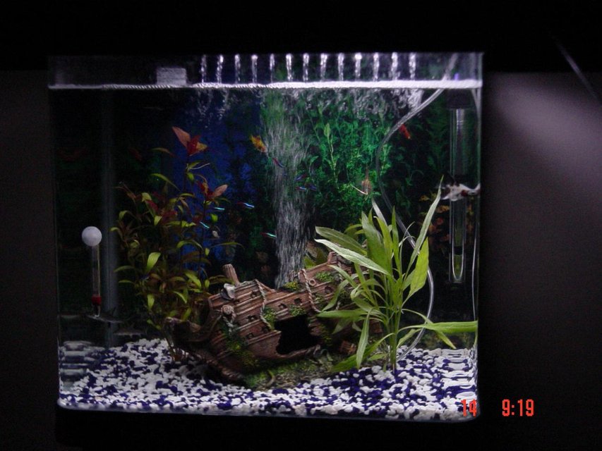 Rated #3106: 20 Gallons Freshwater Fish Tank - Full tank picture with a shipwreck ornament and 3 plants