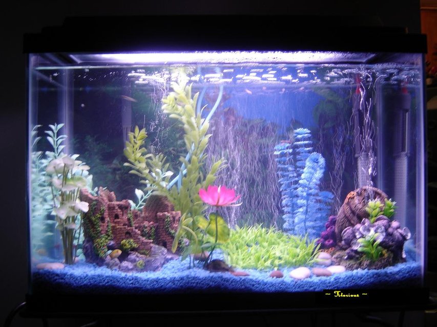 Rated #3457: 20 Gallons Freshwater Fish Tank - fontal view of my 20 gals fish tank.  4 Yellow Labs, 2 Corydoras.