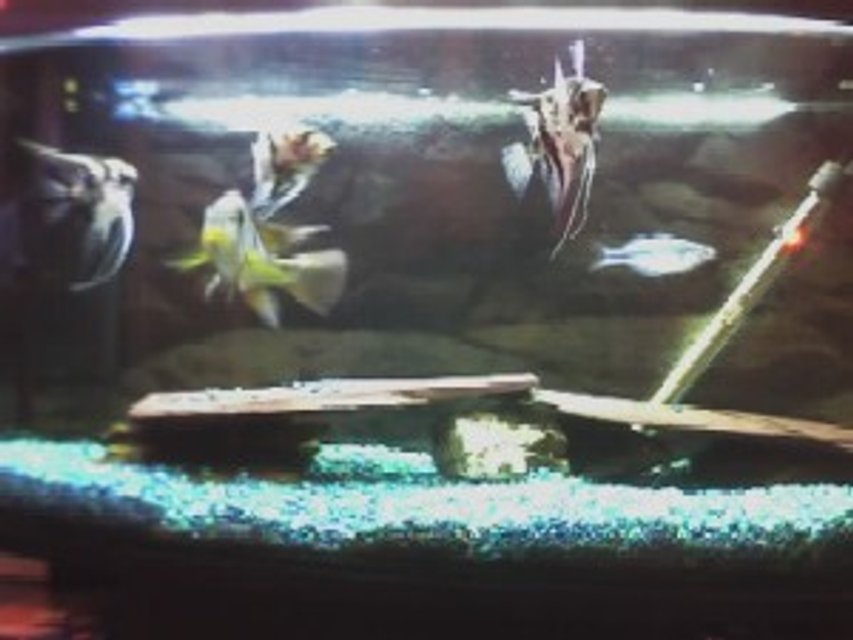 Rated #3898: 3 Gallons Freshwater Fish Tank - 3FT FISH TANK  WILL WELCOME ADVICE ON BETERING MY TANK MORE PHOTOS FROM MY OTHER TANKS SOON.