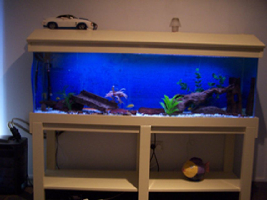 Rated #3502: 10 Gallons Freshwater Fish Tank - 8 yellow labs....2 suckers....