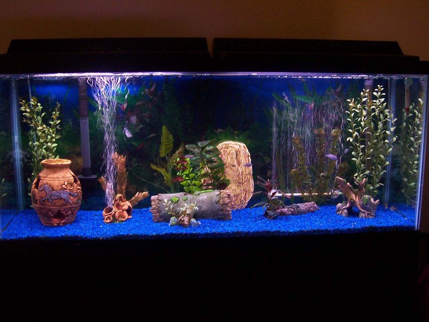 Rated #2980: 55 Gallons Freshwater Fish Tank - my fish tank