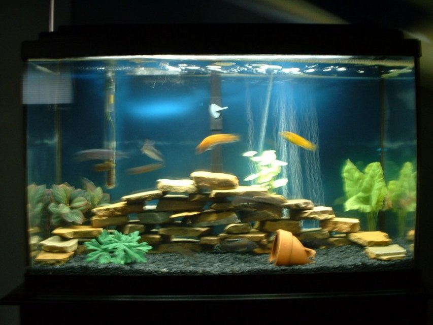 Rated #2879: 30 Gallons Freshwater Fish Tank - My first african cichlid tank! 30 gallon regular, african cichlid tank. Mixed african cichlids, clown loaches. Sorry its a little out of focus.