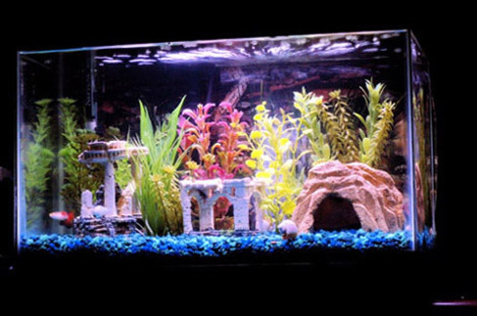 Rated #3367: 10 Gallons Freshwater Fish Tank - My first fish tank is a 10 gallon community tank.  It has 3 guppies, a platy, 3 blood fin tetras, 2 mollies 3 cory catfish, 1 albino cory catfish, 1 red tail shark and a snail.