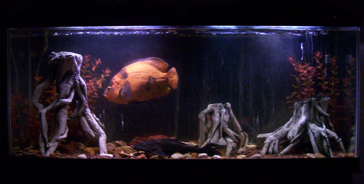 Rated #2044: 55 Gallons Freshwater Fish Tank - 55 gallon tank - the streaks in the background are bubbles
