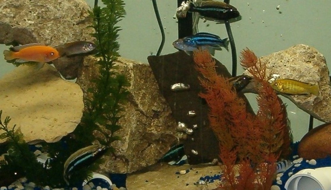 Rated #3576: 55 Gallons Freshwater Fish Tank - 55