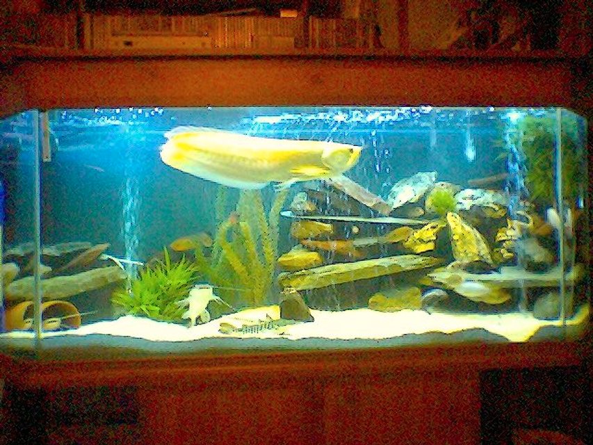 Rated #1808: 120 Gallons Freshwater Fish Tank - :o)