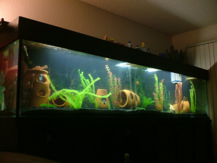 Rated #2108: 360 Gallons Freshwater Fish Tank - My 360 Gallon freshwater all glass  aqaurium.
FISH: 2 Oscars, 3 Texas Cichlids, 1 Electric Blue Jack Dempsy, 2 Sevrums,3 plecos, 2 eclipse catfish, 2 koi, 1 green sunfish, & about 1000 baby Texas about every couple months or so
filter:Jacuzzi 16" Sand Filter System w/ 1hp pump(1600gph), 2 fluval 404's & 10' undergravel filter w/ 3 1200gph power heads.