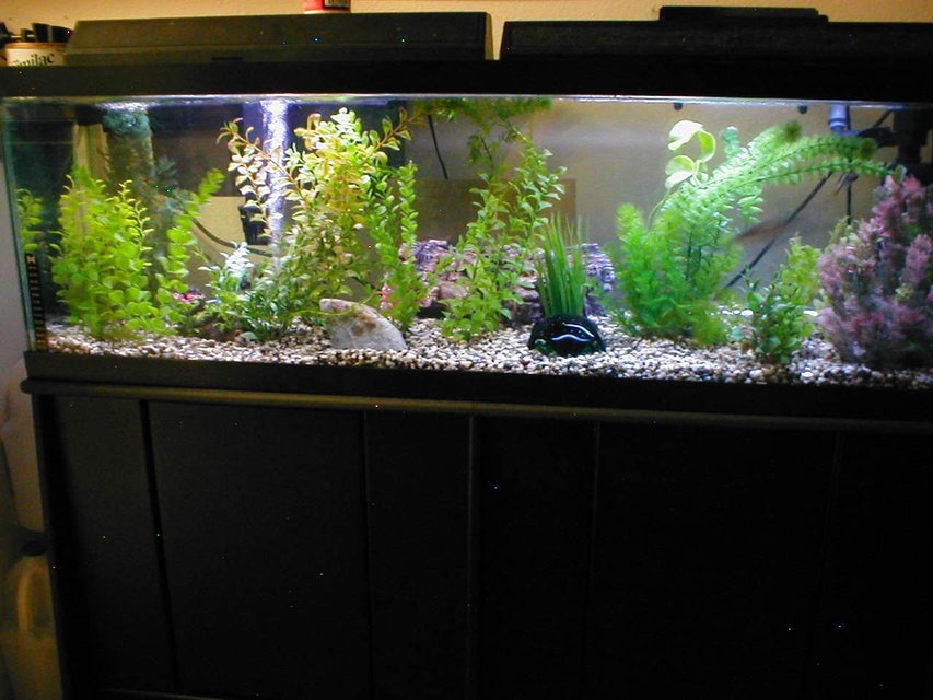 Rated #1823: 40 Gallons Freshwater Fish Tank - Full Tank Shoot of my 40 Gallon