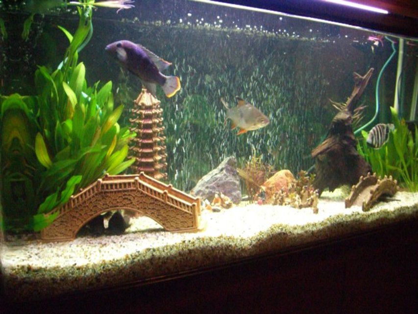 Rated #2878: 54 Gallons Freshwater Fish Tank - little tank in big china!!!!!!!!!