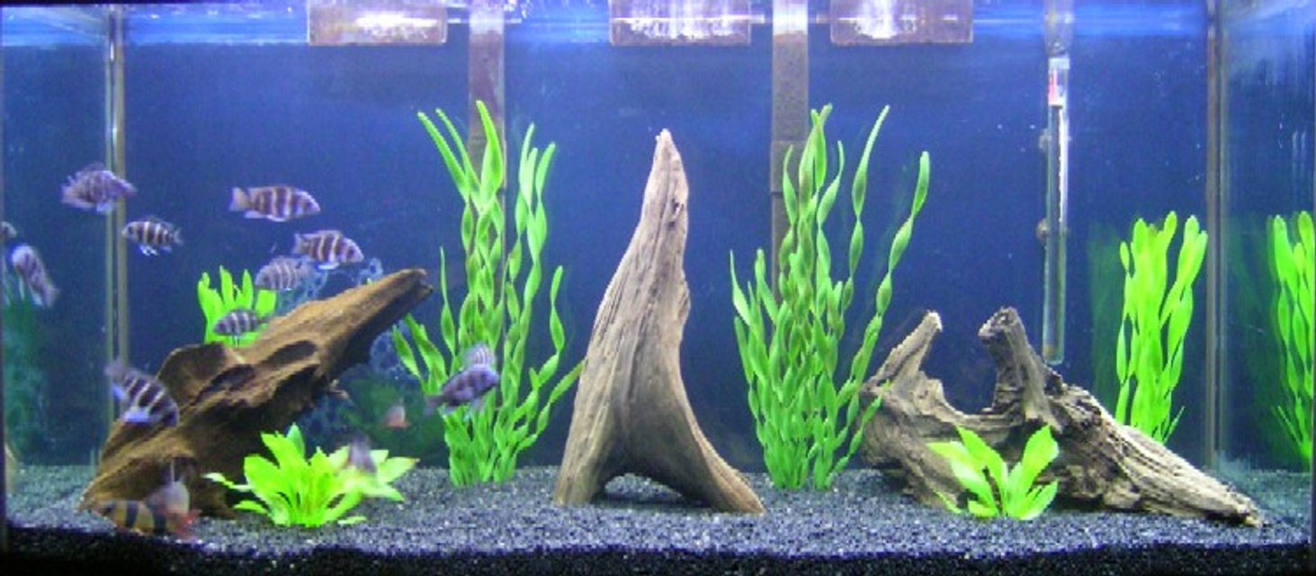 Rated #1569: 90 Gallons Freshwater Fish Tank - Juvenile Frontosa Colony