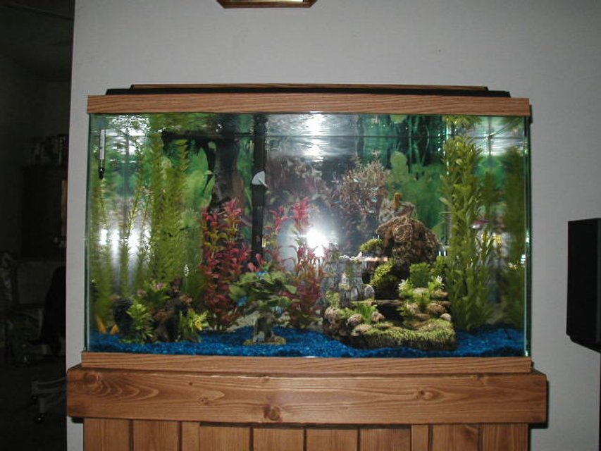 Rated #2824: 30 Gallons Freshwater Fish Tank - 30g
