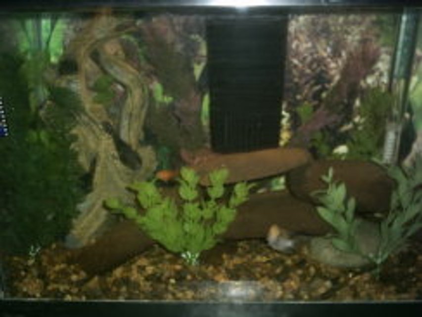 Rated #3822: 10 Gallons Freshwater Fish Tank - 10 gallon look natural tank.