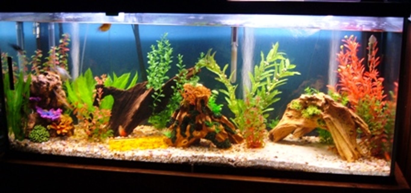Rated #1945: 120 Gallons Freshwater Fish Tank - 2bgk 2 redtail sharks 4gouramis 4 loaches 2lake?catfish 2swordtail 2 molly 1cobaltbluelobster 1dwarf frog 3angelfish 2plecos