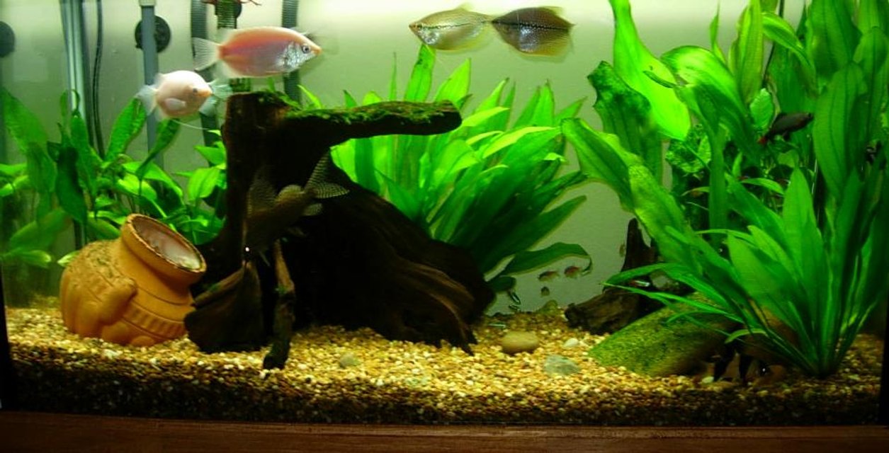Rated #2185: Freshwater Fish Tank