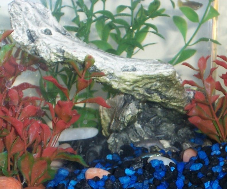 Rated #4163: Freshwater Fish Tank