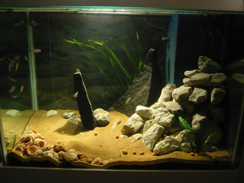Rated #2123: Freshwater Fish Tank