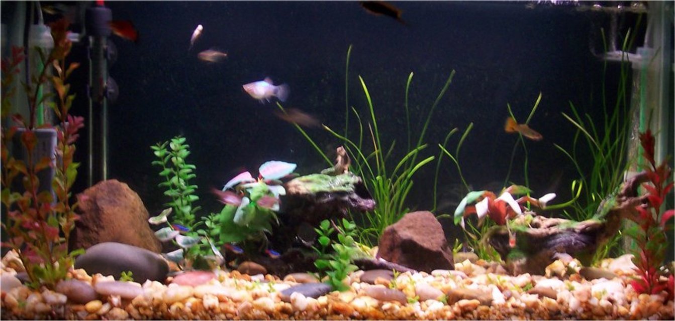 Rated #2822: Freshwater Fish Tank - hey this is my first tank its nothing compared to the others on this site, i know that but give me some time and we'll see what it ends up like