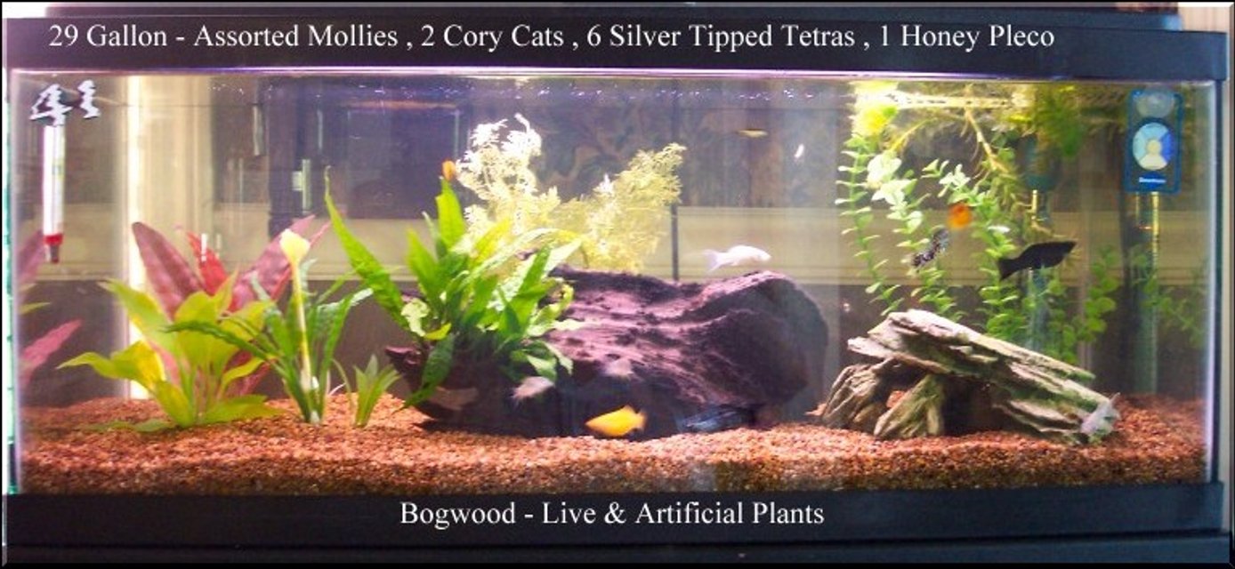 Rated #2518: Freshwater Fish Tank - I have 6 tanks going presently. This is just one of them.