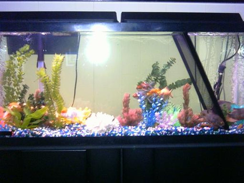 Rated #3871: Freshwater Fish Tank