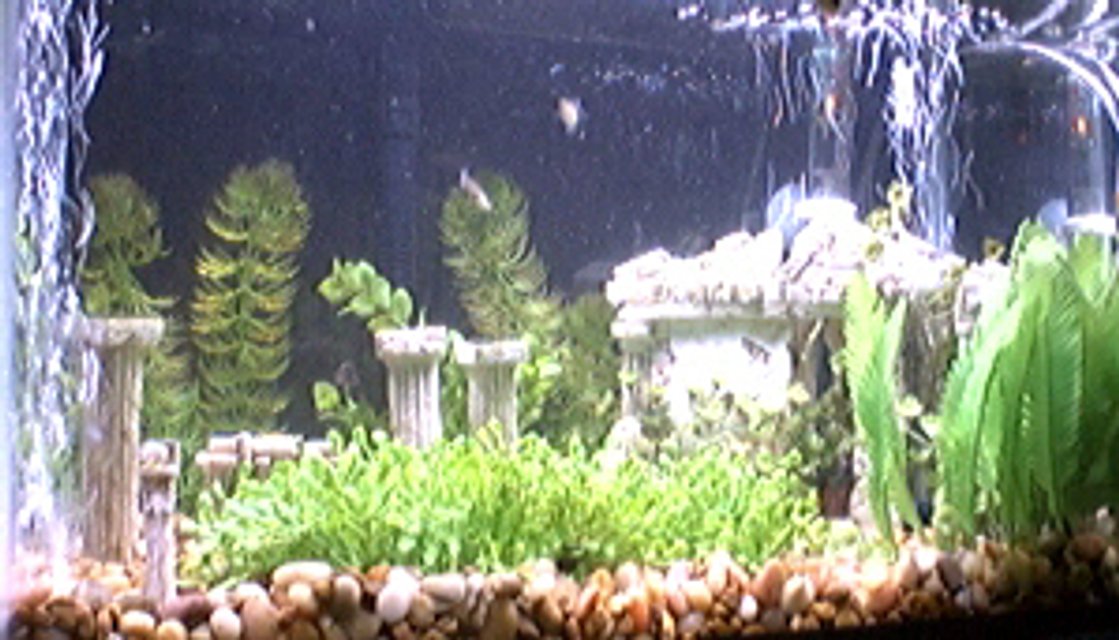 Rated #3604: 10 Gallons Freshwater Fish Tank - The Parthenon