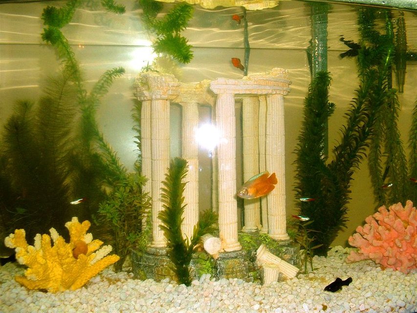 Rated #3764: 47 Gallons Freshwater Fish Tank - Preliminary setup with 7 tetras, 5 Black Molly, 5 Red Molly, 3 RedFire Dwarf Gourami, 4 Spotted Cory Catfish, 2 frogs, and multiplying snails.  Real and fake plant mix. Ruins and colorful corals.
