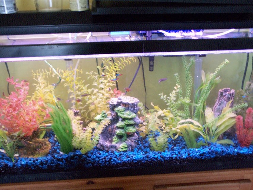 Rated #3628: 55 Gallons Freshwater Fish Tank - 55 gallon tank with plastic plants. Have 2 dwarf gourmys in the tank and a whole bunch of tetras and zebra danios.