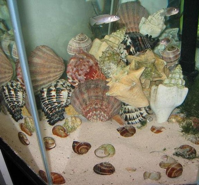Rated #3648: Freshwater Fish Tank - (Oddly shaped) 44 gallon Tanganyikan community tank with Neolamprologus hecqui, Julidochromis transcriptus, and one Neolamprologus brichardi. The shells in the back, which are piled over rock, are a visual joke - I keep eight species of shelldwellers, so why not have some fun with shells? They work extremely well as rockwork and add a lot of color to the tank.
Not to mention, the shells help keep the hardness and alkalinity up, which is important for the species I'm keeping in the tank.