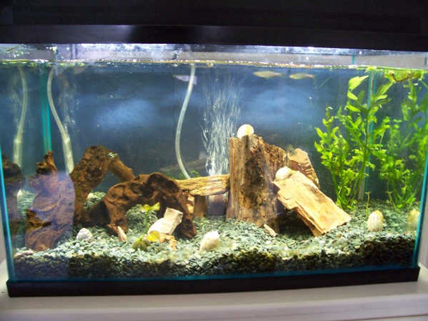 Rated #3084: 10 Gallons Freshwater Fish Tank - This is my 10 gallon freshwater tank.  Although all except for the 2 pearl danios are hiding, I also have 3 convicts, a rainbow shark, and a yoyo loach.