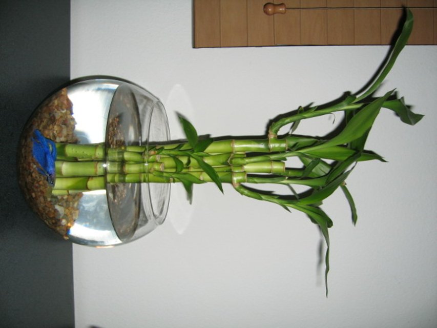 Rated #4132: 1 Gallon Freshwater Fish Tank - betta bowl with lucky bamboo