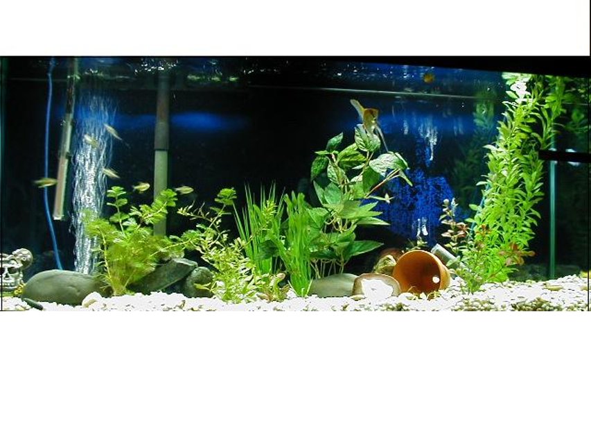 Rated #2332: 55 Gallons Freshwater Fish Tank - hmm i have a 45 gallon i started a bout 1 mouth a go i have two live plants and the rest are fake