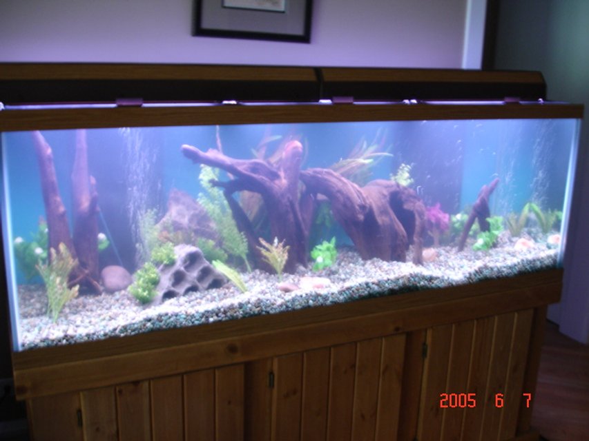 Rated #2158: 180 Gallons Freshwater Fish Tank - New pic.