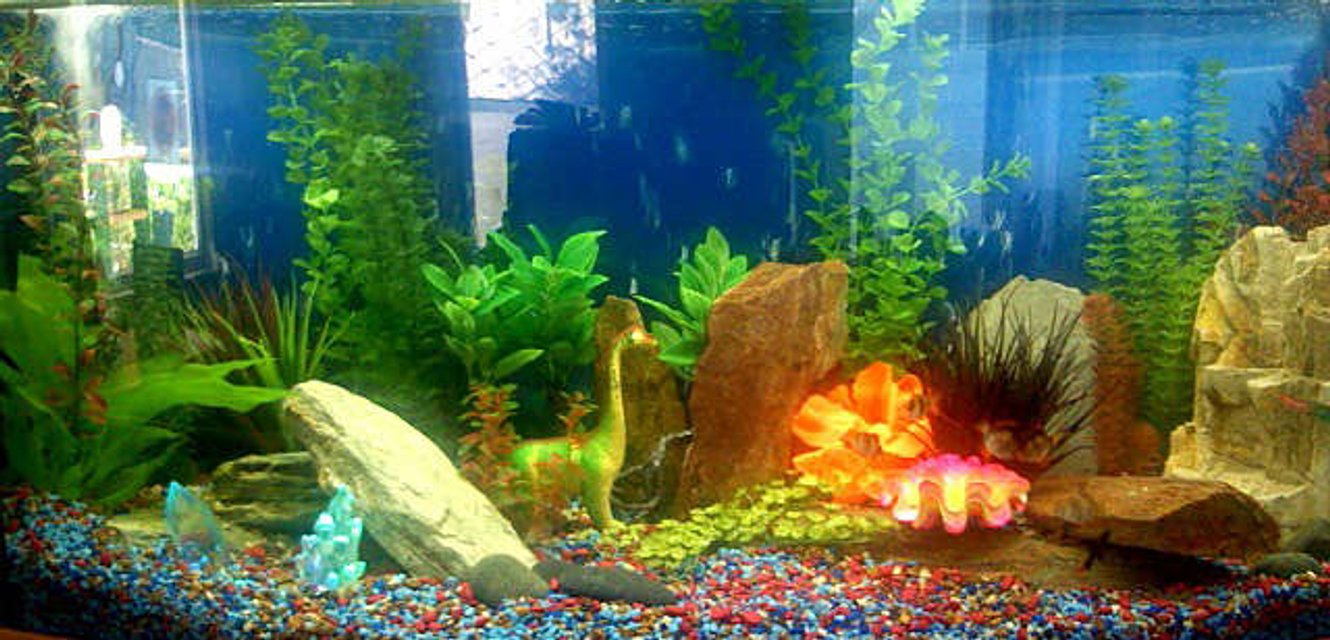 Rated #3362: 72 Gallons Freshwater Fish Tank - So this is our first tank... My kids and my wife all sat down and decided that we would go down the 'Land of the Lost' path, complete with glowy crystals and some tropical-looking plants.

My friends Mark and Bri helped us set it up... Mark brought over some rocks and some extra plants he had... and a quick trip to Amazonia, Rivers and Reefs, and Aquatek (all here in Austin) rounded out the rest of the landscape. Our daughter (whose name is Pearl) picked out the the 'talking' clamshell with a pearl inside.

Mark is a talented landscape designer by trade, and my wife Carrie also is a garden designer.. so between the two of them, plus Bri's passion for fish (and the kid's keen eye for good dinosaurs), we think it turned out well enough to show.. what do you think?

We just got started, so there are only 7 fish in the tank... it's kind of nice because it seems like they're able to roam free and be happy.. we might go for only a few more.. to keep it feeling open.... but who knows? (I hear it's a sickness.)
