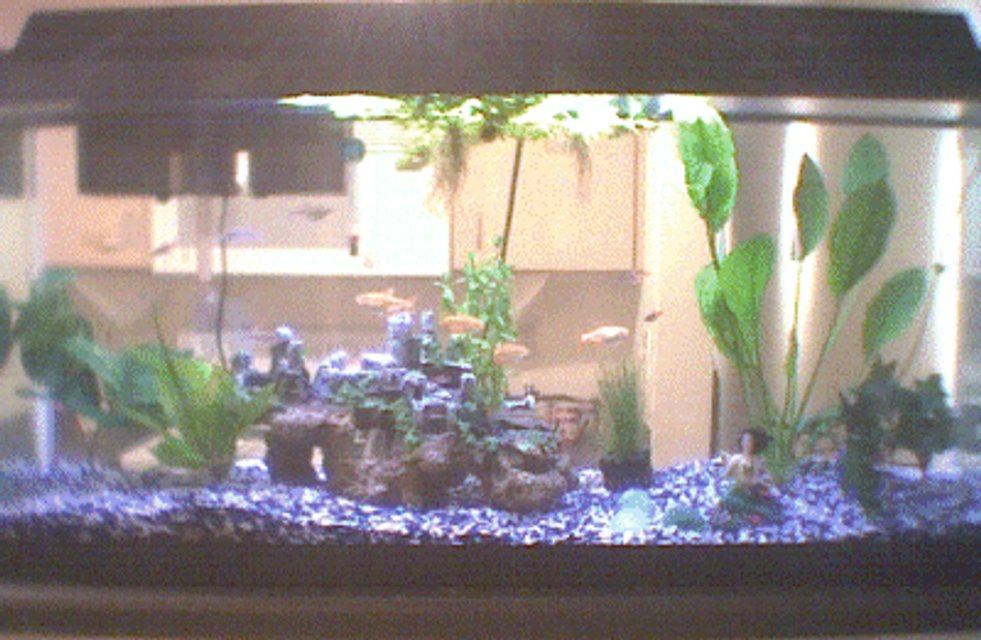 Rated #3923: 40 Gallons Freshwater Fish Tank - My tank serves as a divider between the kitchen and the living room