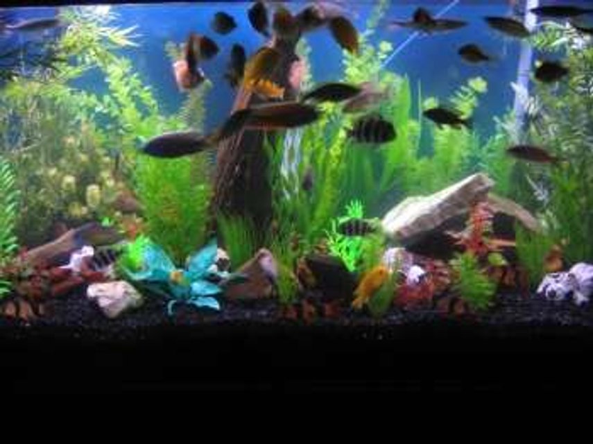 Rated #2625: 90 Gallons Freshwater Fish Tank - my 90!