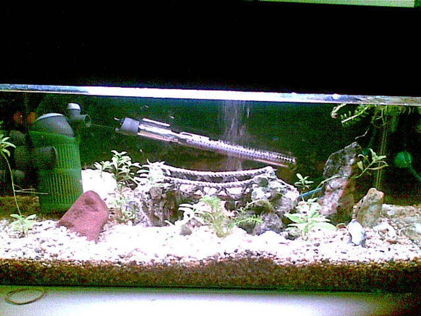 Rated #4173: 50 Gallons Freshwater Fish Tank - this is our 2ft baby tank, for growth and breeding selection