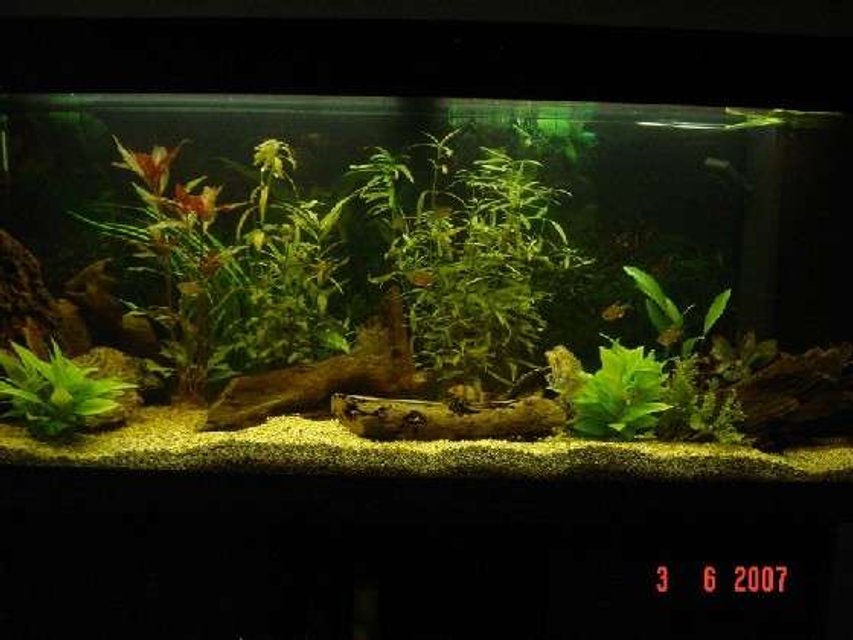 Rated #1765: 240 Gallons Freshwater Fish Tank - my tank.