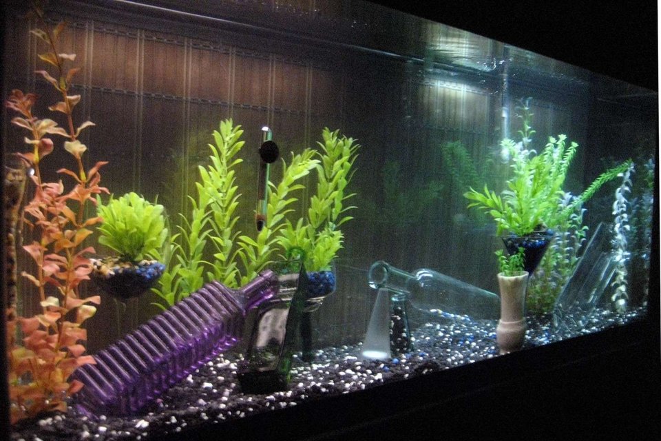 Rated #3414: 55 Gallons Freshwater Fish Tank - before the fish