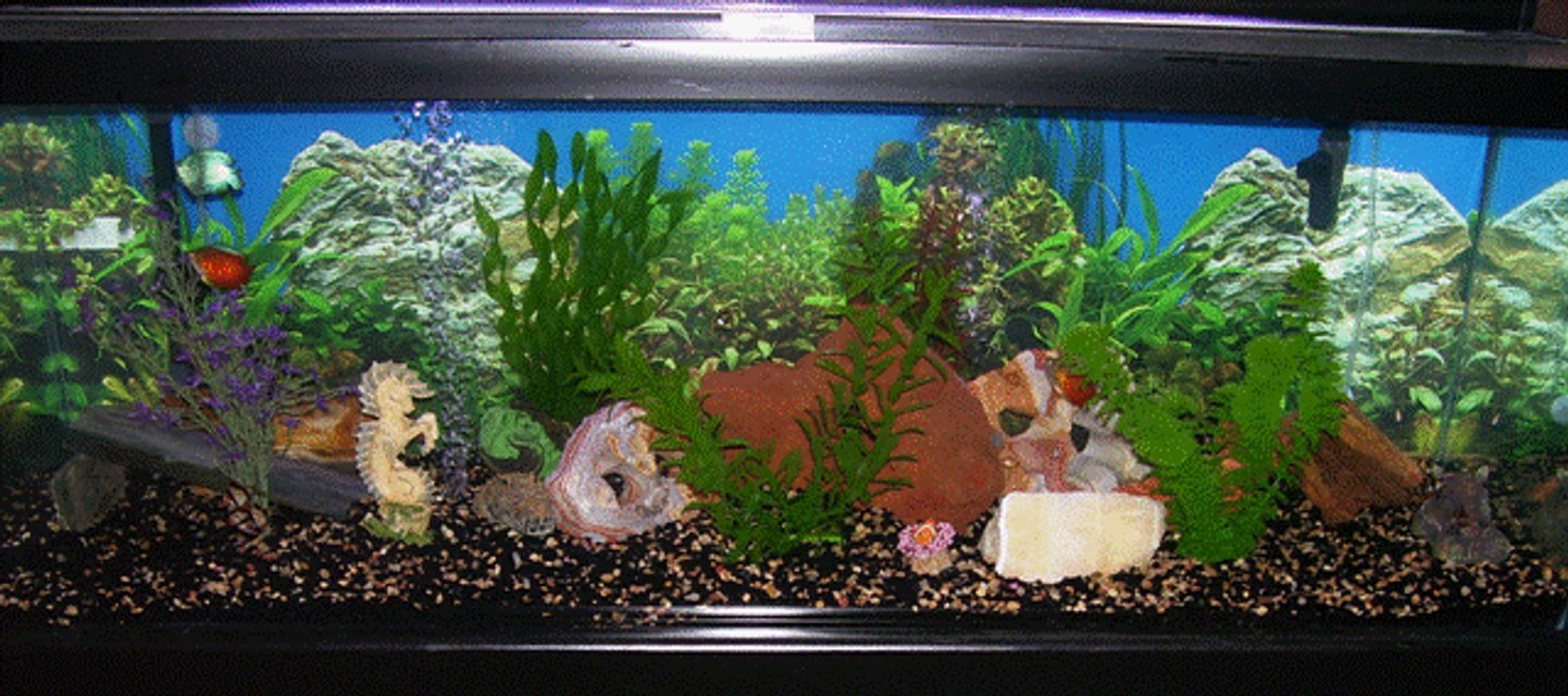 Rated #3214: 60 Gallons Freshwater Fish Tank - my 60 gal tank