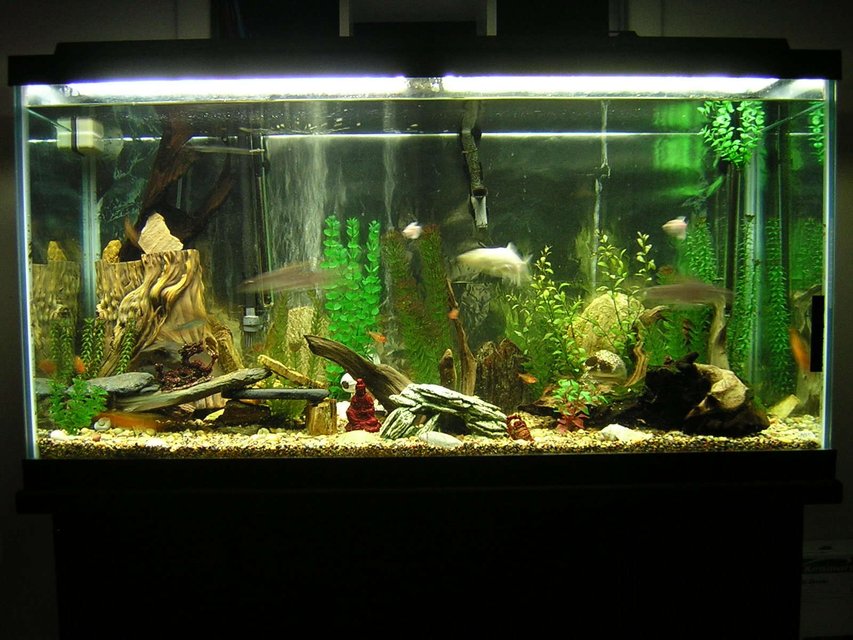 Rated #2315: 90 Gallons Freshwater Fish Tank - 90 gallon fresh water tank.
