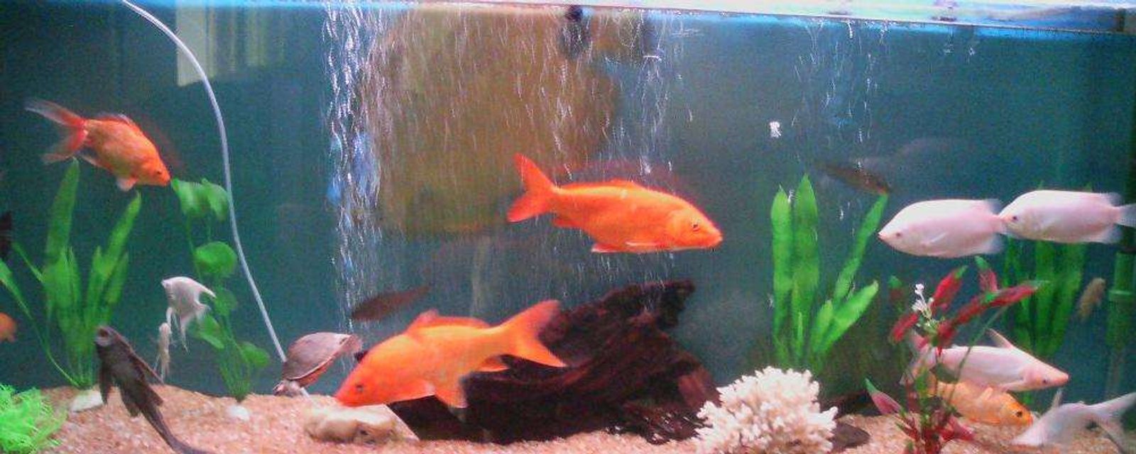 Rated #3821: 105 Gallons Freshwater Fish Tank - 105 gallons of refreshment