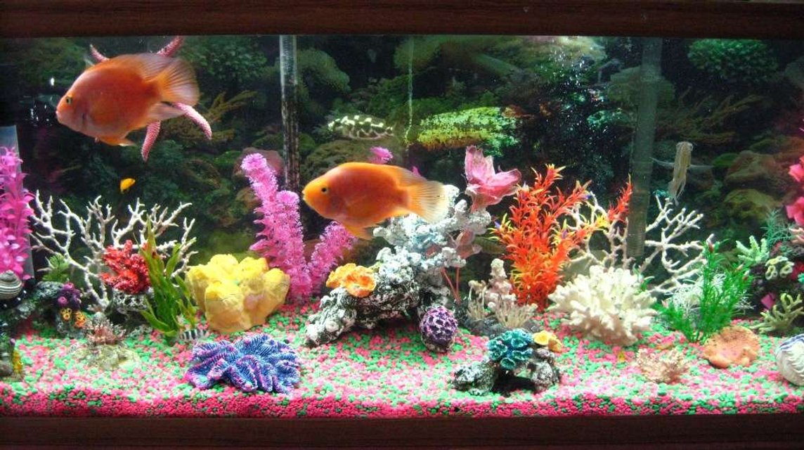 Rated #3021: 55 Gallons Freshwater Fish Tank - my 55 gallon cichlid tank