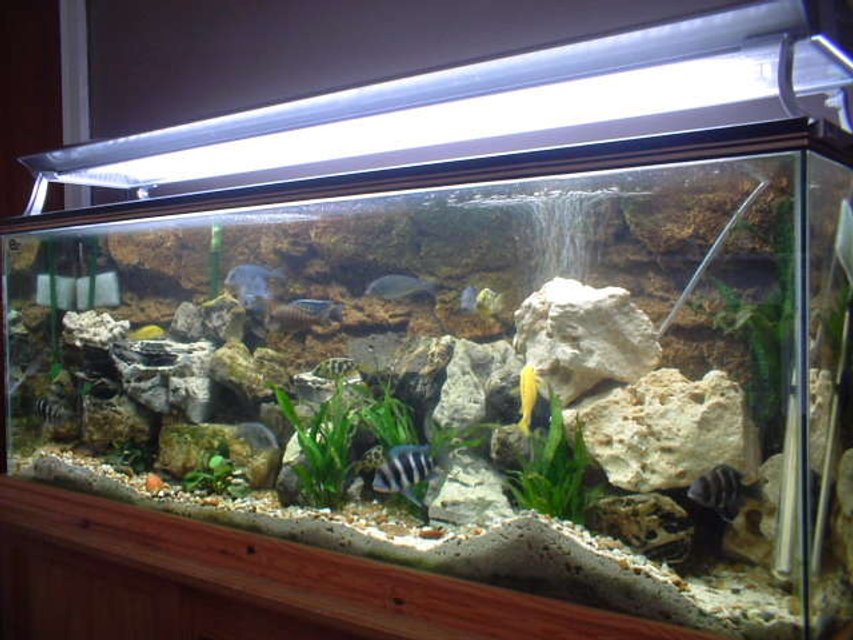 Rated #543: 120 Gallons Freshwater Fish Tank - afican cichild tank