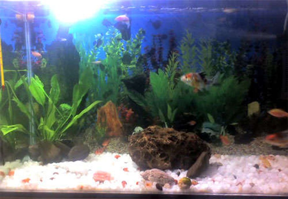 Rated #3744: 30 Gallons Freshwater Fish Tank - My Tank, having KOI, Tiger Barb, Tetra, Rosy Barb, Diamond backs, guppies, snails and sucker fish (cleaner)