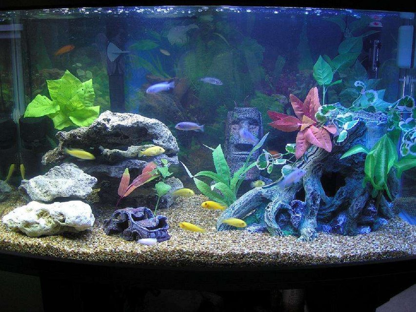 Rated #2094: 60 Gallons Freshwater Fish Tank - cichlid tank-55 gal. "ParaDome" (Japanese brand bowfront tank w/ rounded corners), Filtration- penguin 350 biowheel,  300w heater and 2x penguin 660 power heads for circulation and standard flourecent lights