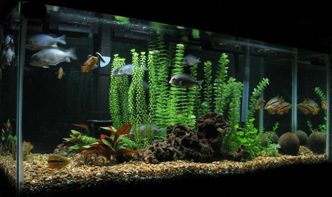 Rated #1884: 55 Gallons Freshwater Fish Tank - principalmente ciclidos