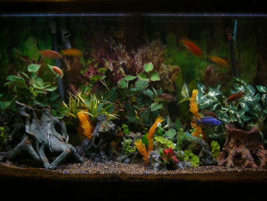 Rated #884: 80 Gallons Freshwater Fish Tank - my tank