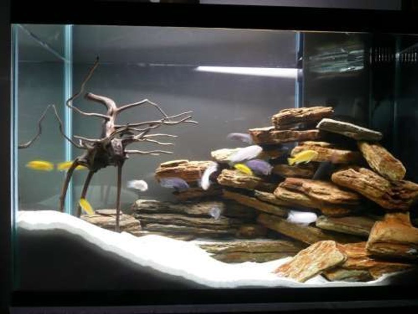 Rated #1533: Freshwater Fish Tank - Chichild tank (upgrade 28/08/07)