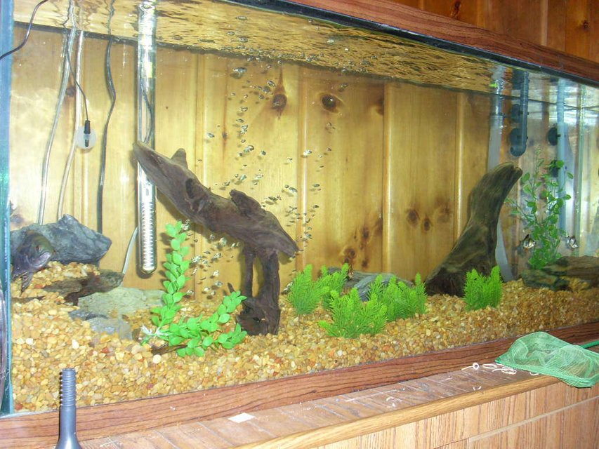 Rated #3489: 55 Gallons Freshwater Fish Tank - 55 gallon freshwater tank, 1 Oscar, 1 female Convict, 5 Tiger Barbs. Natural gravel to match the wood walls and stand. Fillstar lvl3 canister filter.