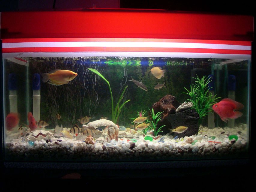 Rated #437: 67 Gallons Freshwater Fish Tank - the picture of my 18 gallon tank