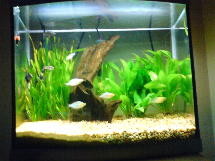 Rated #3376: 14 Gallons Freshwater Fish Tank - my tank